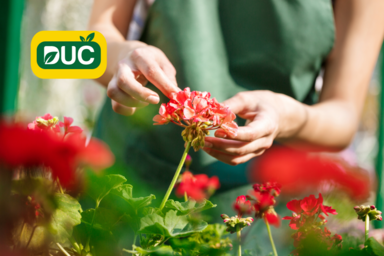 554% navýšení obratu pro slovenské rodinné zahradnictví