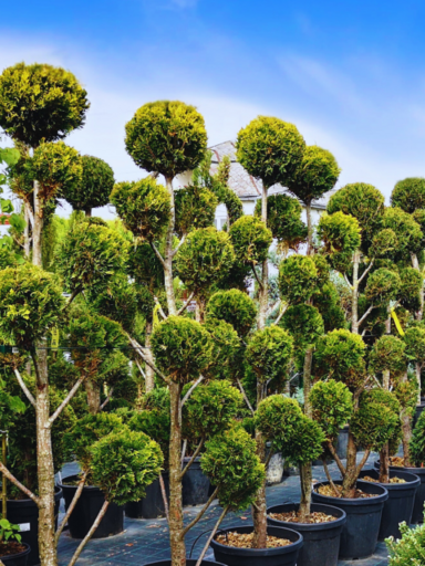 Duč Plant | Case Study
