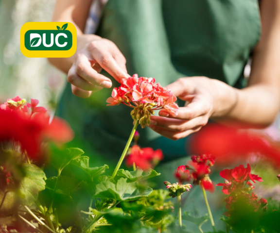 Duč Plant | Case Study