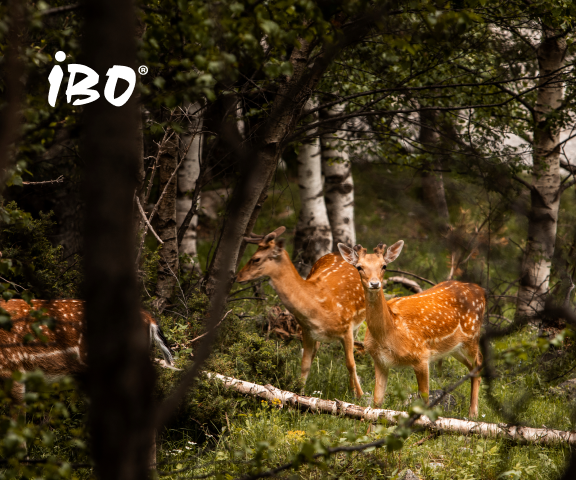 IBO