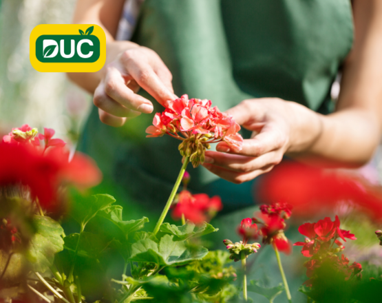 Duč Plant | Case Study