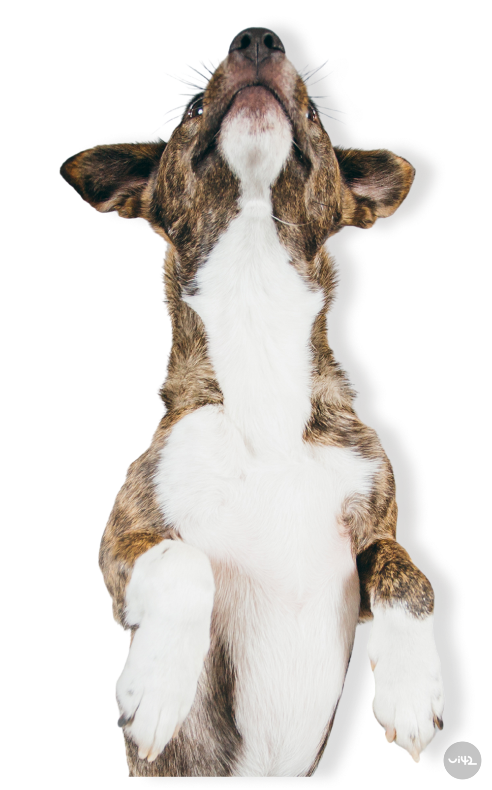 pes dívající se na konzervy